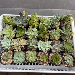 🌵多肉植物Ｉ　　1ポット100円