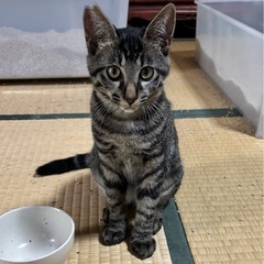 キジ　4ヶ月の男の子