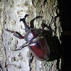カブトムシ　クワガタ　　⑤