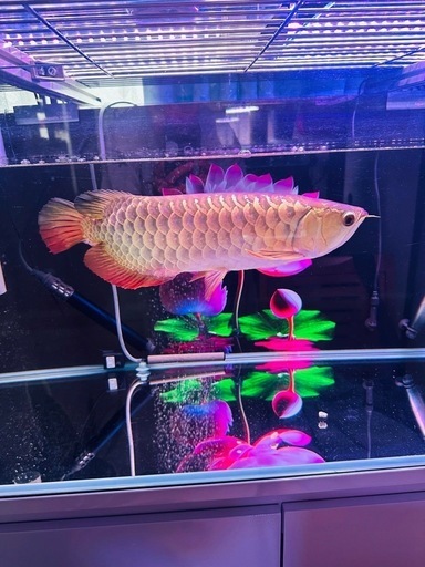 熱帯魚　アロワナ　決まりました