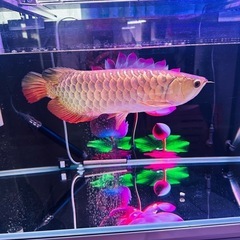 過背金龍 フルゴールド 35cm± 背中も巻き始めてる極上個体