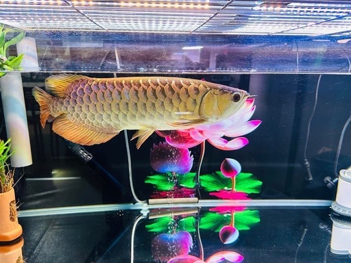 熱帯魚　アロワナ　決まりました