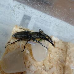 第３弾昆虫くじ今夏最後の画像