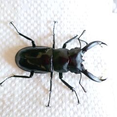 第３弾昆虫くじ今夏最後の画像