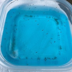 メダカ　針子　みゆき　オロチの画像