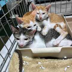 in春日井市☆子猫が沢山！保護猫をオウチに迎えよう☆2024年8...
