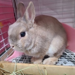 うさぎの里親募集