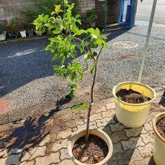 檸檬の木