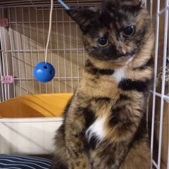 性格の良いサビ猫のまめちゃん