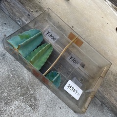 柱サボテン🌵【無人販売】