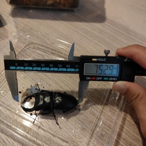 オオクワガタ　オス２匹②