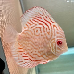ディスカス　アルビノ　レッドチェッカーボードの画像