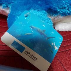 海の生き物の画像