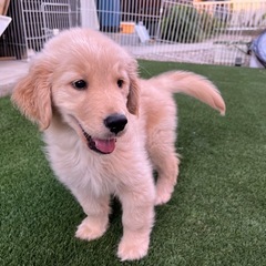 ゴールデンレトリバー　活発な子犬　2ヶ月