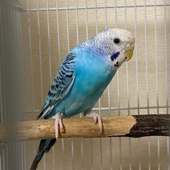 セキセイインコ　2羽まとめて