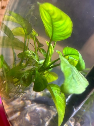 biorb (バイオーブ)アクリル球体水槽セット (zhou) 豊島のその他の中古