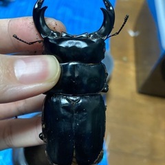 アンタエウス、赤レギウス 