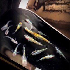 yurisis💐新成魚11匹おまけ⒊【計１４.匹  】No136