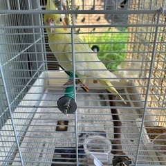 セキセイインコ、オカメインコ