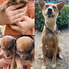 ミックス犬　仔犬