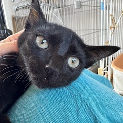 【写真随時更新📸】不思議な目の色の美人な黒猫🐈‍⬛女子(2ヶ月)