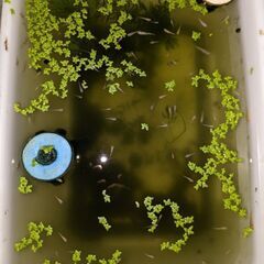 水草譲りますの画像