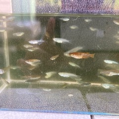 【受付終了】たくさん育てて🐟ミックスメダカ・20匹