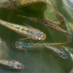 たくさん育てて🐟ミックスメダカ・20匹の画像