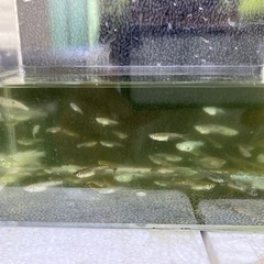 たくさん育てて🐟ミックスメダカ・20匹の画像