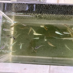たくさん育てて🐟ミックスメダカ・20匹の画像
