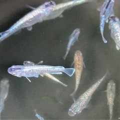 【完売】50匹🐟ちょっと豪華なミックスメダカ