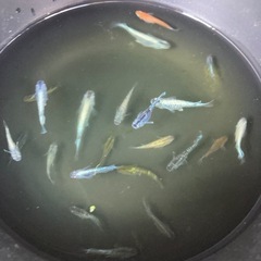50匹🐟ちょっと豪華なミックスメダカの画像