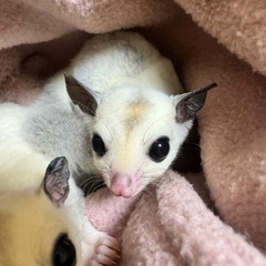ふくろももんが プラチナモザイクホワイトフェイス(ミニマム…