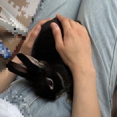 うさぎ