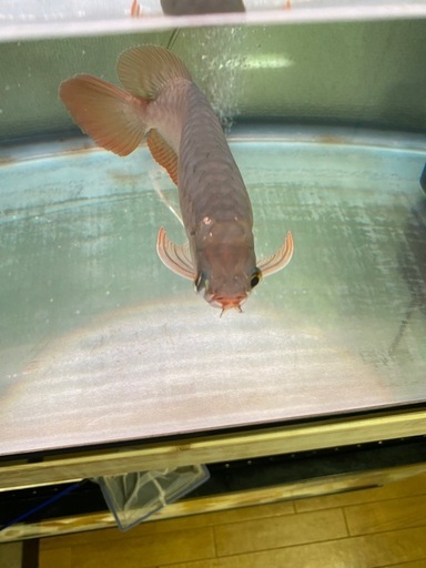 熱帯魚　アロワナ