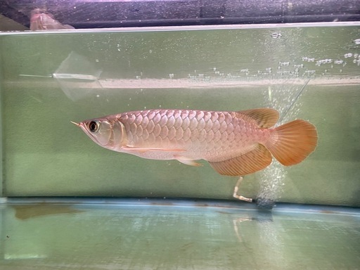 熱帯魚　アロワナ