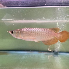 熱帯魚　アロワナ