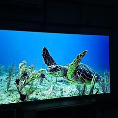 (取引中)TV  LG　77型 有機EL テレビ　8/18処分予定！の画像