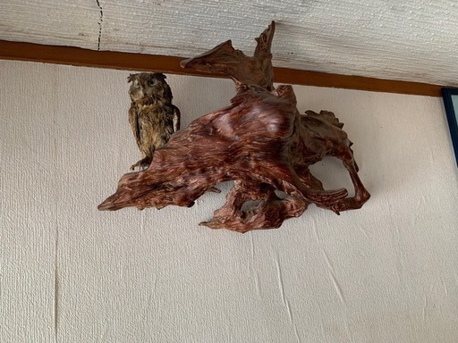 値下げ　フクロウの剥製