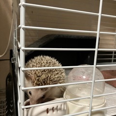 ハリネズミ