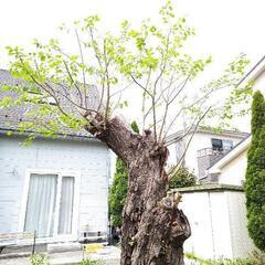 ◎◎見積無料❗️❗️❗️お庭の伐採/剪定/清掃作業を賜ります。
 − 宮城県