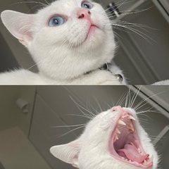 里親募集マンチカン