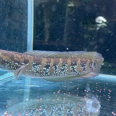 コウタイレッドギャラクシー　熱帯魚 熱帯魚）コウタイ レッドギャラクシー（1匹） 北海道・九州航空便要