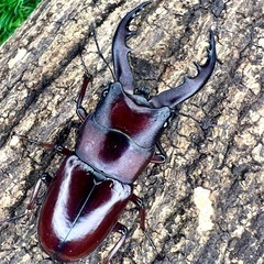 南西諸島　ノコギリクワガタ　各種