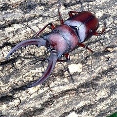 南西諸島　ノコギリクワガタ　各種の画像