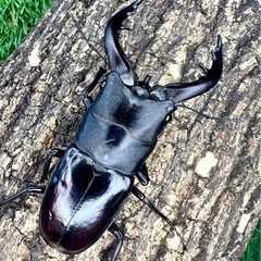 南西諸島　ノコギリクワガタ　各種の画像