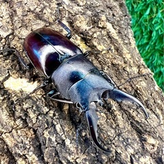 南西諸島　ノコギリクワガタ　各種の画像