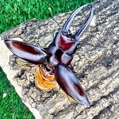 南西諸島　ノコギリクワガタ　各種の画像