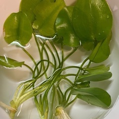 【水草】ウォーターポピー　3株セット 400円