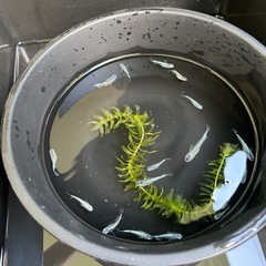 緑光黒百式メダカ⭐︎めだかの画像